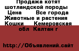 Продажа котят шотландской породы › Цена ­ - - Все города Животные и растения » Кошки   . Кемеровская обл.,Калтан г.